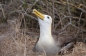 078 Waved albatross 15